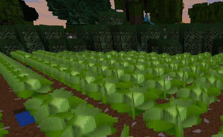A cabbage field